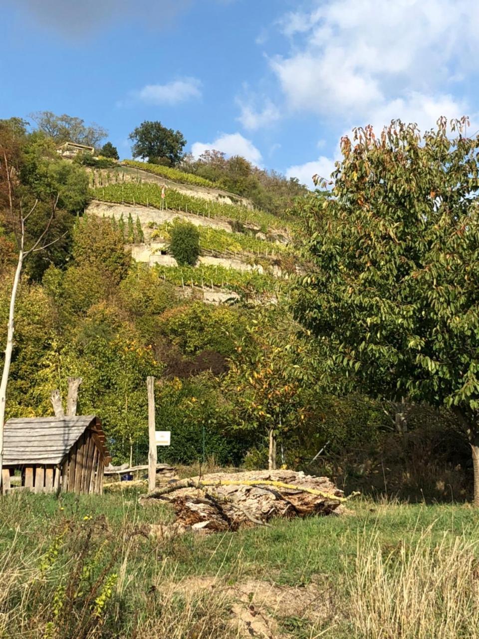 Hotel Garni Zum Rebstock Naumburg  Esterno foto